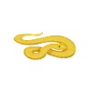 Snake School Student