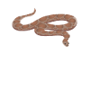Snake Warning Talks About Snakes