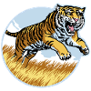 Tiger in the Leap