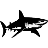Shark - Shark Design