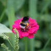 Hummel schwebt über pinker Blume