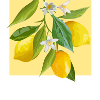 Sorrento Italie citron
