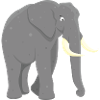 African elephant