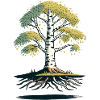 Birch Tree