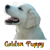 Golden Retriever Puppy