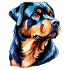 Aquarelles Rottweiler