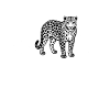 Amur leopard heartline
