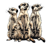 Three meerkats
