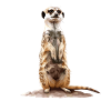 Meerkat