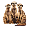 Three meerkats