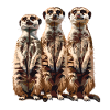 Drei Erdmännchen