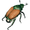 Popillia japonica - an invasive species