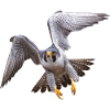 Falcon Peregrine flying