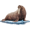 Walrus Walruses