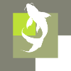 Koi Fish Fish Head
