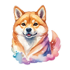 Aquarelles Shiba Inu