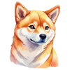 Aquarelles Shiba Inu