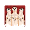 Meerkat funny meerkat