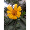 Fleure
