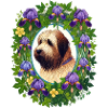 Briard Dog Breed