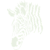 Zèbre 1