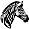 Zèbre