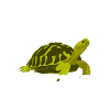 Turtle Sea Turtle Gift