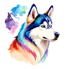 Husky de Sibérie Aquarelles
