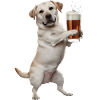 Labrador Bier