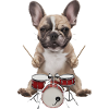 Frenchie Schlagzeug