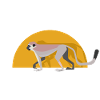 Vervet monkey