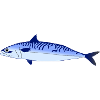 Mackerel Blue
