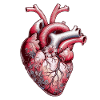 Anatomical Heart Flowers
