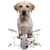 Labrador Schlagzeug