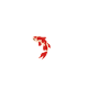 Heartbeat Carp Koi