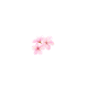 Cherry blossom heartbeat