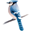 Blue jay on branch