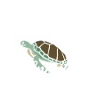 Turtle Sea Turtle Gift