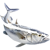 Schellfisch Fisch