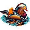 Mandarin duck