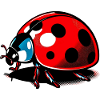Ladybird