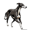 Greyhound-silhuet Elegant Kontur