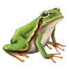 Little tree frog