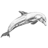 Delfin Dolphin