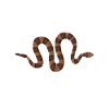 Snake Pet