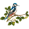 Bunter Vogel