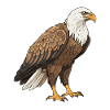 Eagle Animal