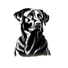 Black Labrador Retriever Dog