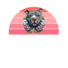 Cadeaux American Bully