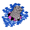 Bébé hippopotame